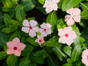 长春花叶子卷了怎么办