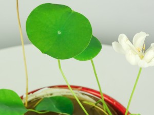 碗莲适合室内养吗