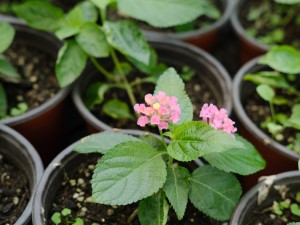 五色梅和五色花是一种植物吗