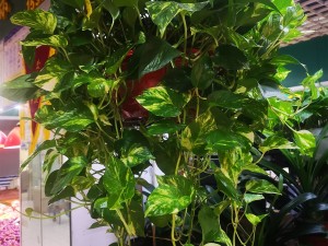 水培绿萝可以加啤酒吗