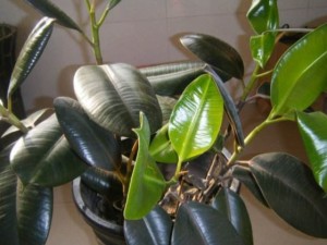 橡皮树掉叶子是怎么回事？