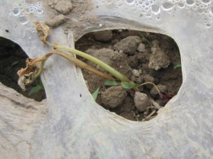 怎样防治立枯病