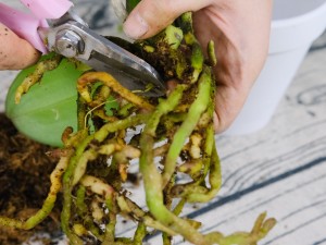 蝴蝶兰叶片有黏液是怎么回事，有黏液水株怎么办