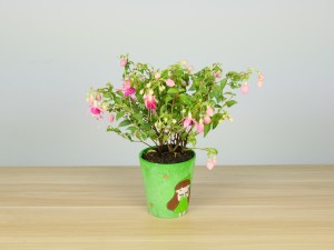 倒挂金钟掉花苞怎么办