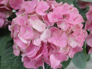 绣球切花一天就蔫了怎么办