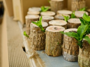 巴西木的病虫害防治方法