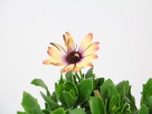 蓝目菊的养殖方法