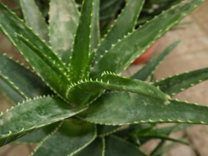 芦荟能直接涂在脸上吗，芦荟怎么敷脸