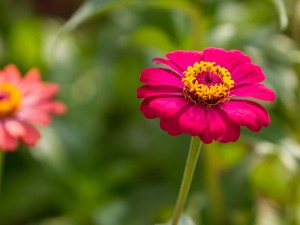 菊花茶的功效与禁忌