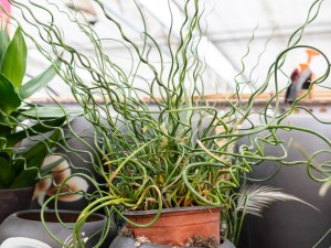 弹簧草的养殖方法和注意事项