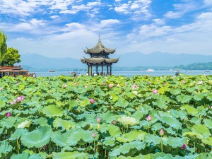 荷花的寓意象征意义