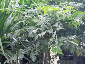 幸福树放在客厅好吗