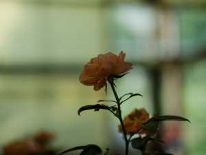 月季新叶子卷曲萎蔫