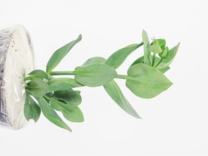 洋桔梗的虫害及防治方法