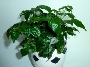 幸福树烂根怎么办 处理幸福树烂根的救治方法