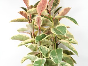 橡皮树叶子下垂怎么办