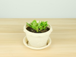 长寿花黄叶是怎么回事