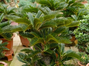 苏铁叶子发黄的原因以及解决方法