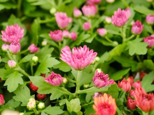 新鲜的野菊花怎么处理，能直接泡水喝吗