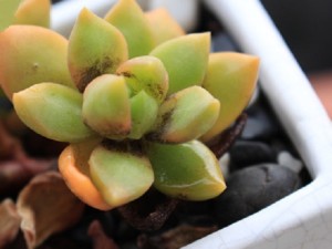 多肉植物烟煤病的防治方法