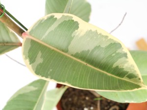 橡皮树的扦插方法