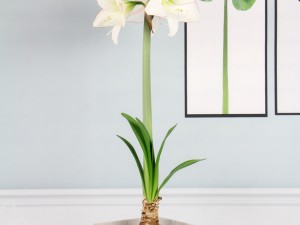 朱顶红的花语和传说