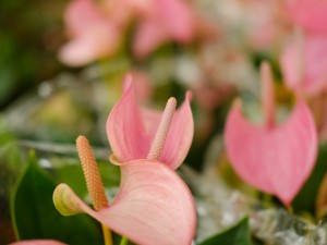 粉掌的功效和作用