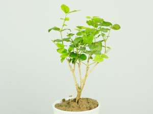 茉莉花出现黄叶还能活吗，出现黄叶怎么办