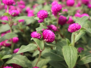 千日红的功效与作用