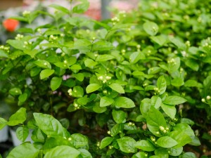 茉莉花如何移栽