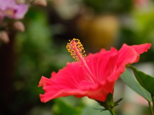 扶桑花叶子发黄怎么办