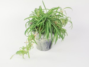 吊兰叶子太嫩怎么办