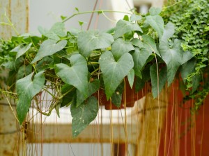 锦屏藤常见问题及解决办法