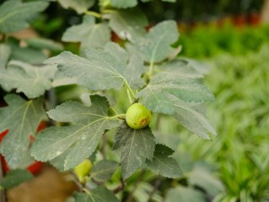 无花果叶子发黄是什么原因