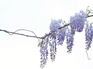 紫藤的花语和传说