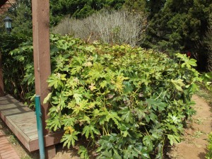 八角金盘的风水作用