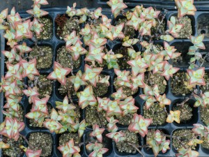 小米星怎么养殖