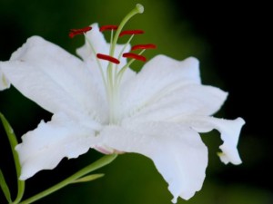 香水百合常见病虫害的防治方法