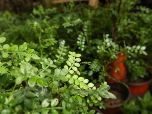 胡椒木的作用及禁忌