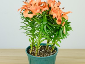 百合不开花的原因，不开花怎么办