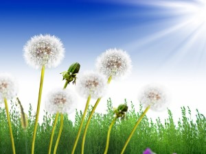 蒲公英怎么取种和栽培