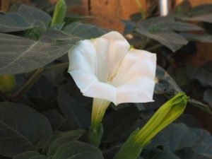 曼陀罗花的功效与作用，曼陀罗花图片