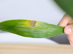 为什么富贵竹叶尖发黄