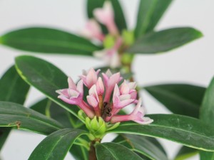 瑞香叶子发软有救么，怎么救活