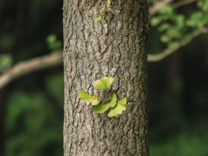 银杏代表什么象征意义