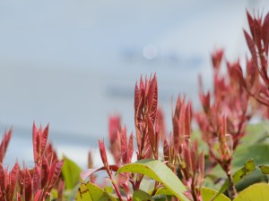 红叶石楠的病虫害及其防治