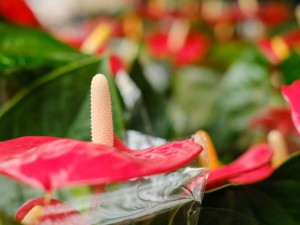 红掌不红是怎么回事