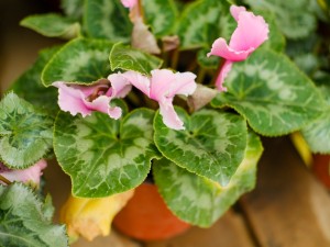 仙客来的风水摆放