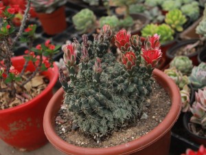 仙人球可以放在客厅吗