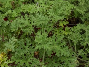 驱蚊草真的能驱蚊吗